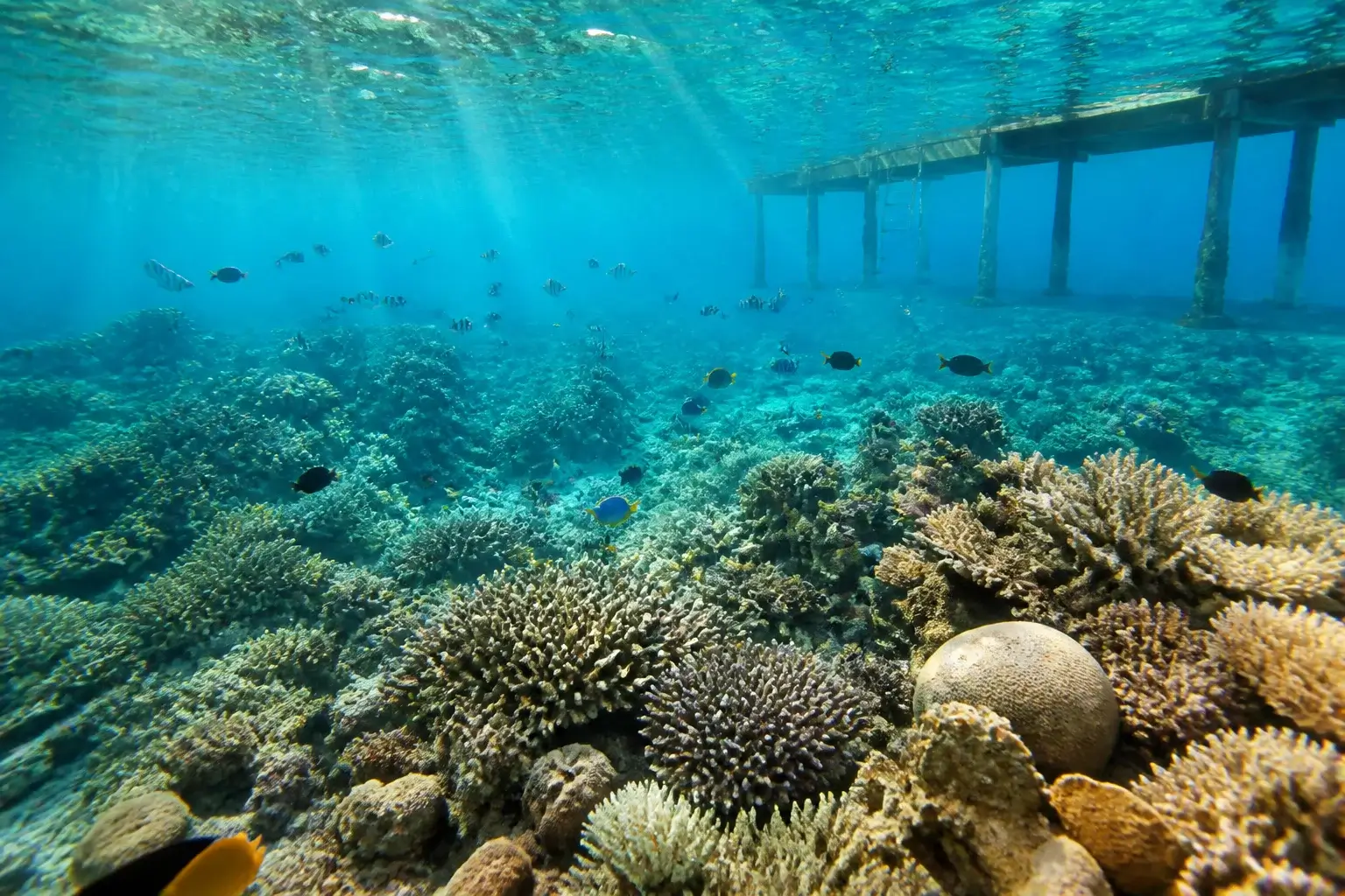 Прозора вода Червоного моря з кораловим рифом для снорклінгу